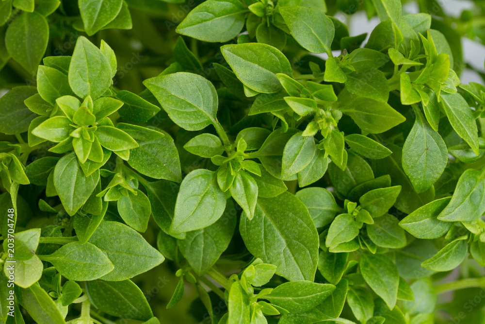 young green fresh Basil close-up, background young green fresh Basil close-up, background