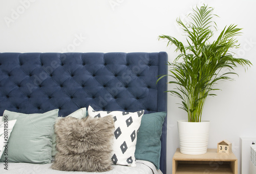  palm