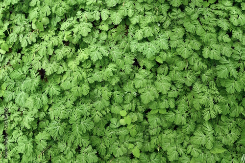 Detail of the foliage of a colony of Dutchman's breeches on a forest floor.