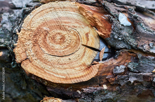 cross-section of a tree stump