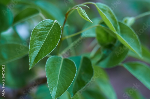 green leaf of a pear