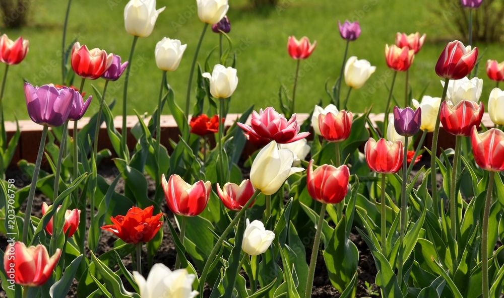 beautiful tulips