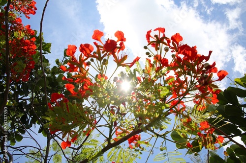 Royal Poincianas in Tree Backlit by the Gleaming Sun photo