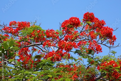 Royal Poincianas in Tree Under Blue Sky photo