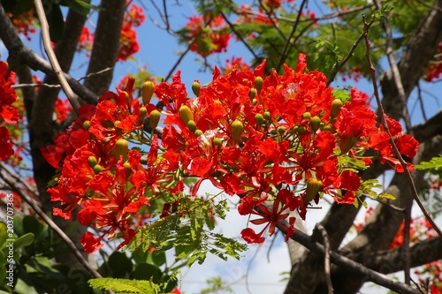 Royal Poincianas in Tree Under Blue Sky photo