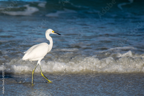 white heron at daytona beach