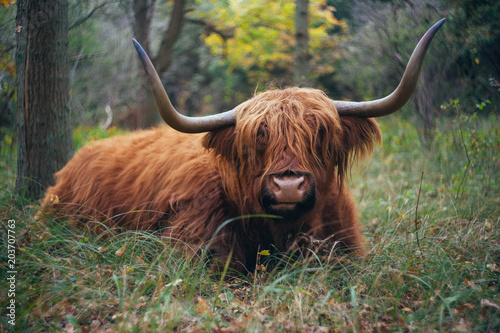 highland cattle in the forest