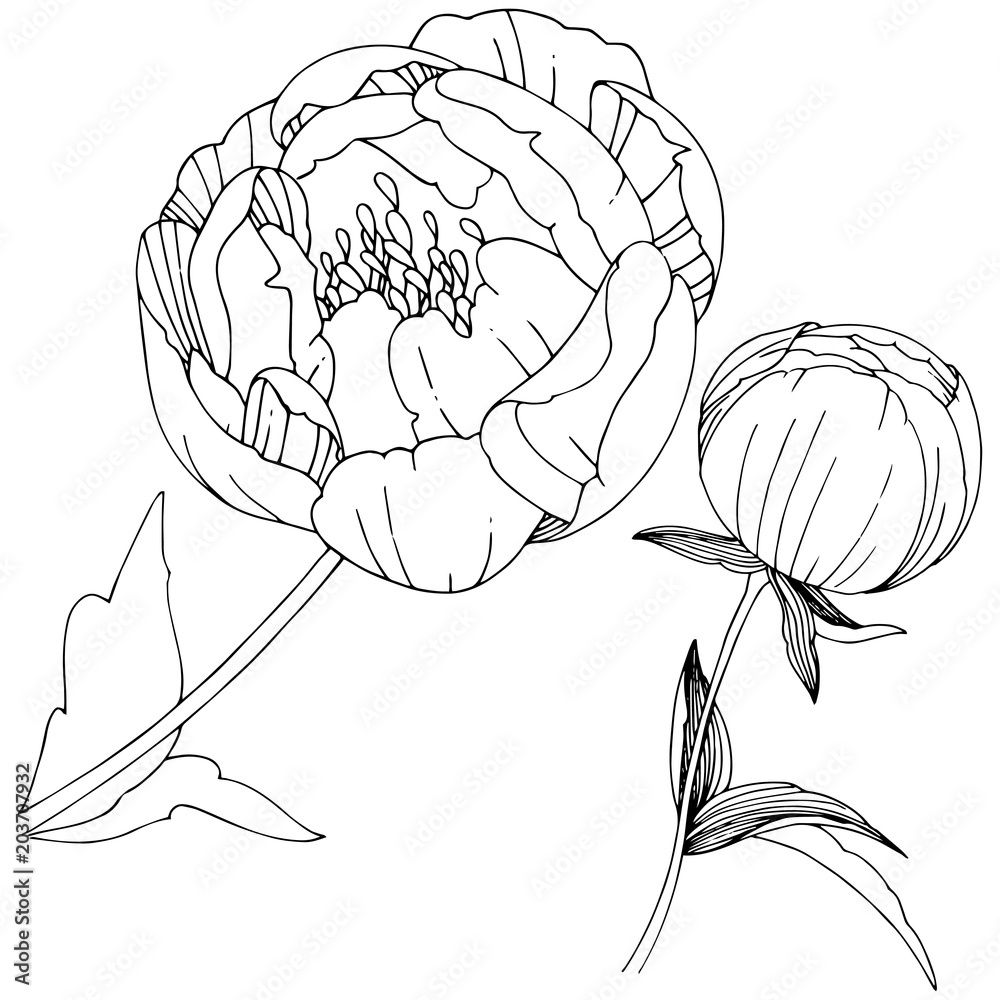 Fototapeta premium Wildflower peonies flower in a vector style isolated. Full name of the plant: peony. Vector wildflower for background, texture, wrapper pattern, frame or border.