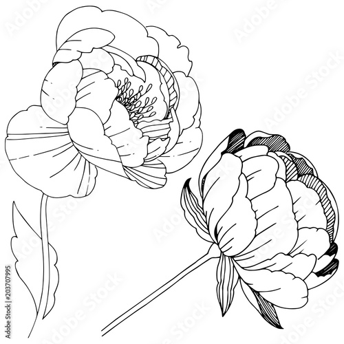 Wildflower peonies flower in a vector style isolated. Full name of the plant: peony. Vector wildflower for background, texture, wrapper pattern, frame or border.