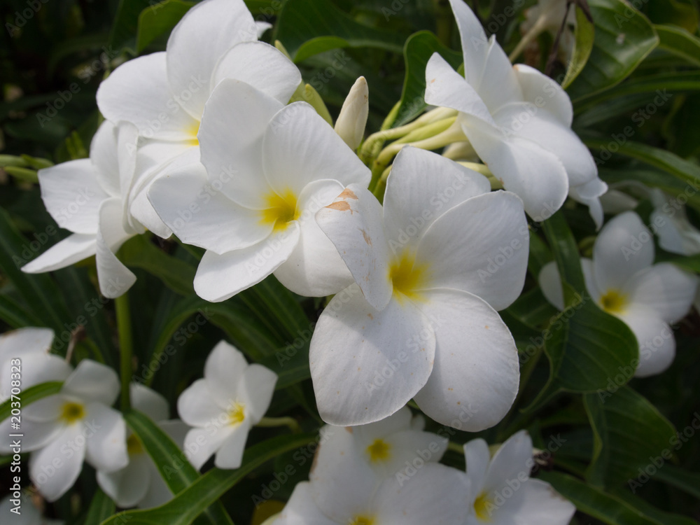 Fototapeta premium White Tropical Flowers