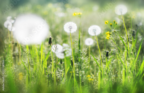 Dandelions heads seeds in green field at sunny summer morning. Beautiful floral blurred dackground. Wildflowers