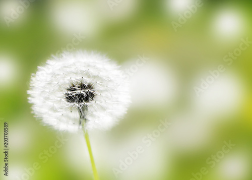 Dandelions heads seeds in green field at sunny summer morning. Beautiful floral blurred dackground. Close-up wild flower