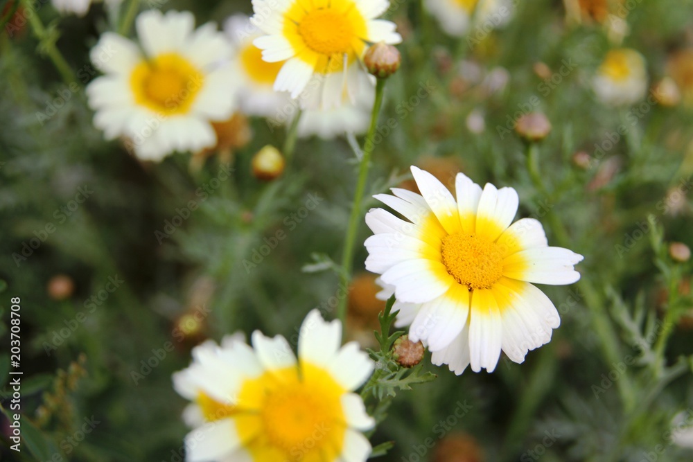Obraz premium Marguerites