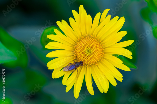 yellow flower in green grass texture background