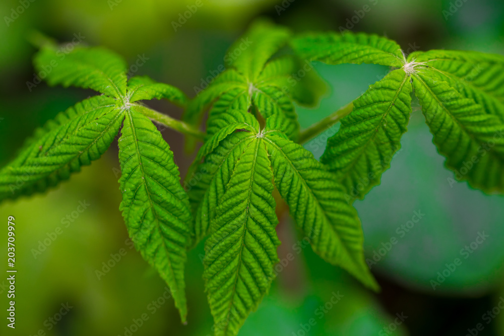 Green Chestnut Leaves in beautiful light close up Green Chestnut Leaves in beautiful light close up