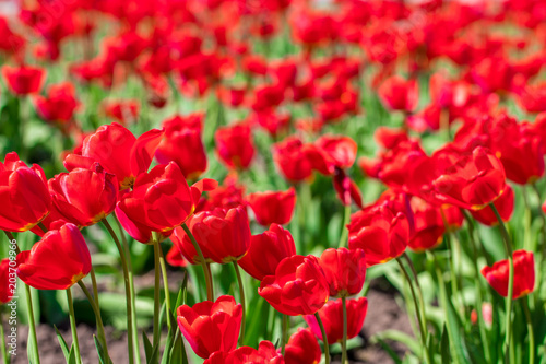 field of red tulips in Spring close up