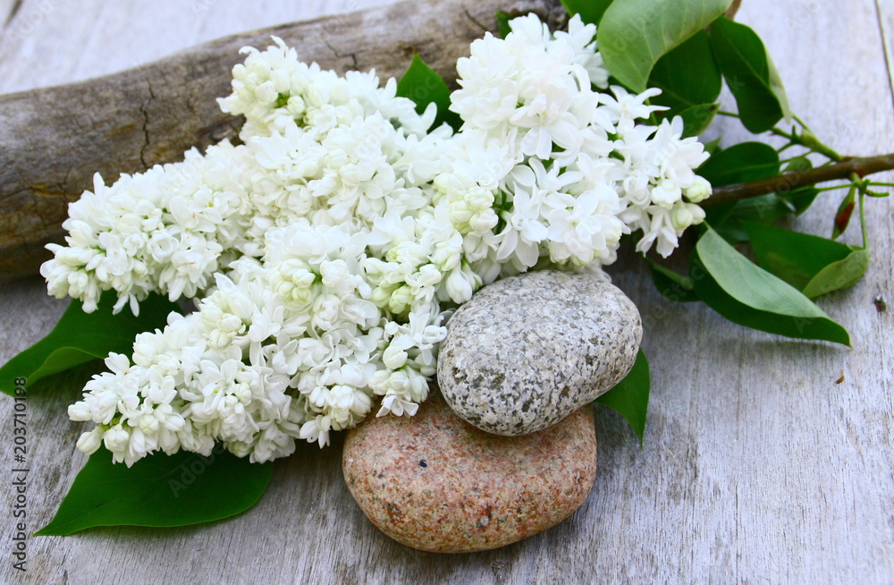 bouquet de lilas blanc ,et galets Stock Photo | Adobe Stock
