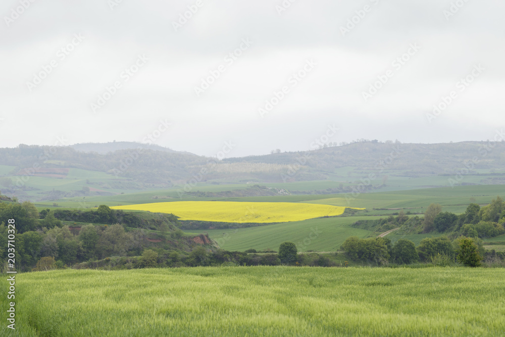 Obraz premium Flowering field of rapeseed canola or colza, plant for green energy and oil industry. Spring time on Spain.
