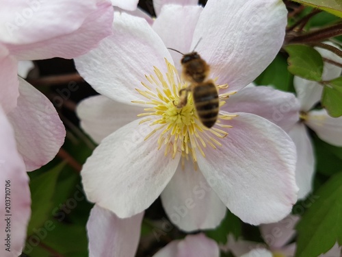 Die Biene und ihr Nektar