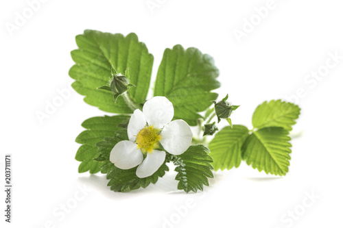 one large strawberry flower with young green leaves