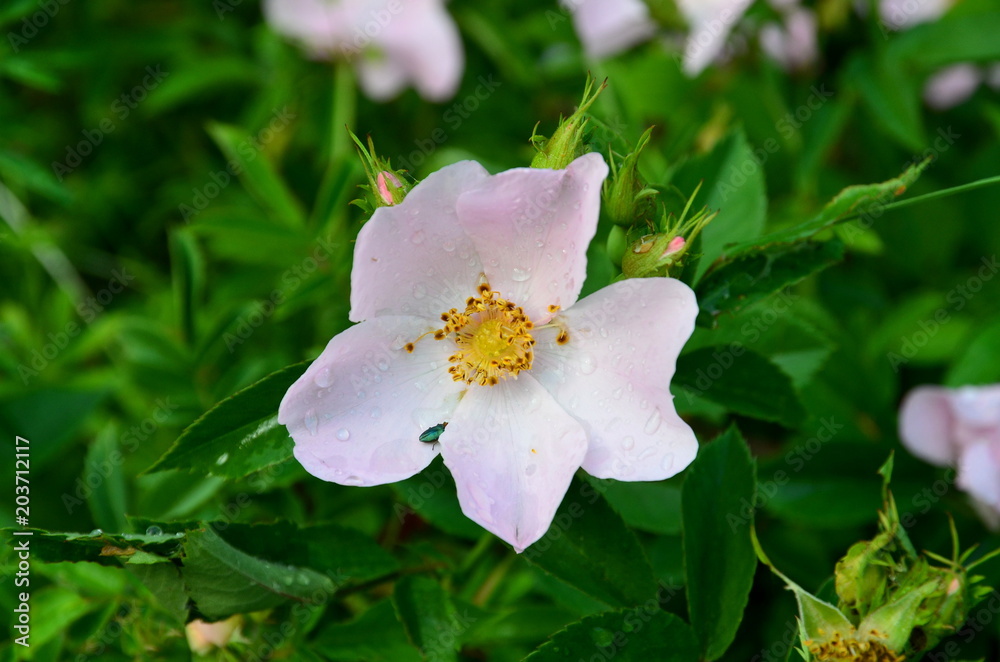 Fototapeta premium Hips flower in rainy weather.