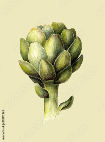 Wallpaper Mural Watercolor botanical illustration of artichoke. Fresh food. Organic vegetarian. Isolated object on light green background. Hand painted poster or print. Realistic vintage style. Torontodigital.ca