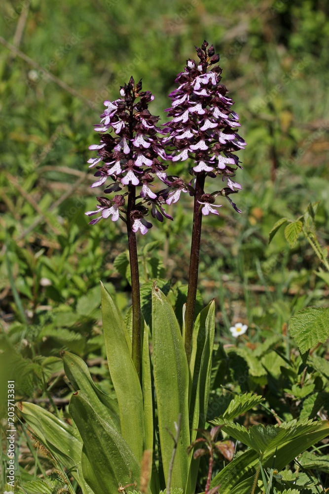 Purpur-Knabenkraut (Orchis purpurea) 
