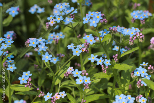 Many blue forget-me-nots grow up,