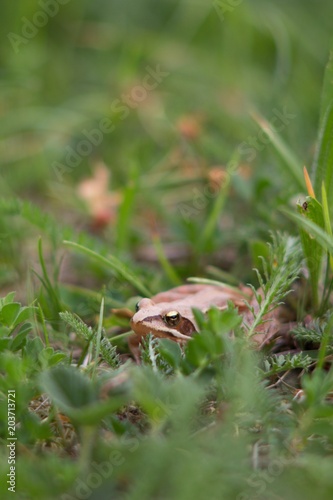 Rana dalmatina (Rana agilis) is a type of frog from groups of Rana genus females. © venars.original