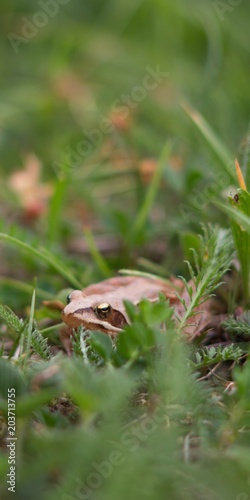 Rana dalmatina (Rana agilis) is a type of frog from groups of Rana genus females. © venars.original