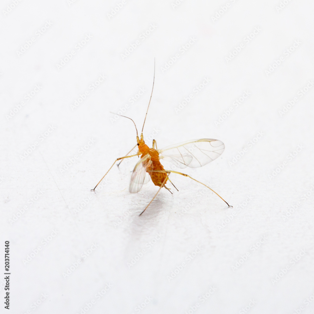 Macro image of aphid of plants Macro image of aphid of plants
