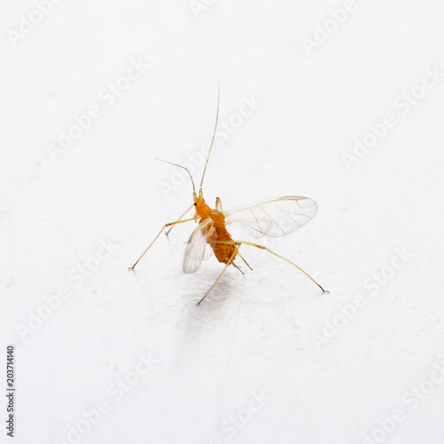 Macro image of aphid of plants