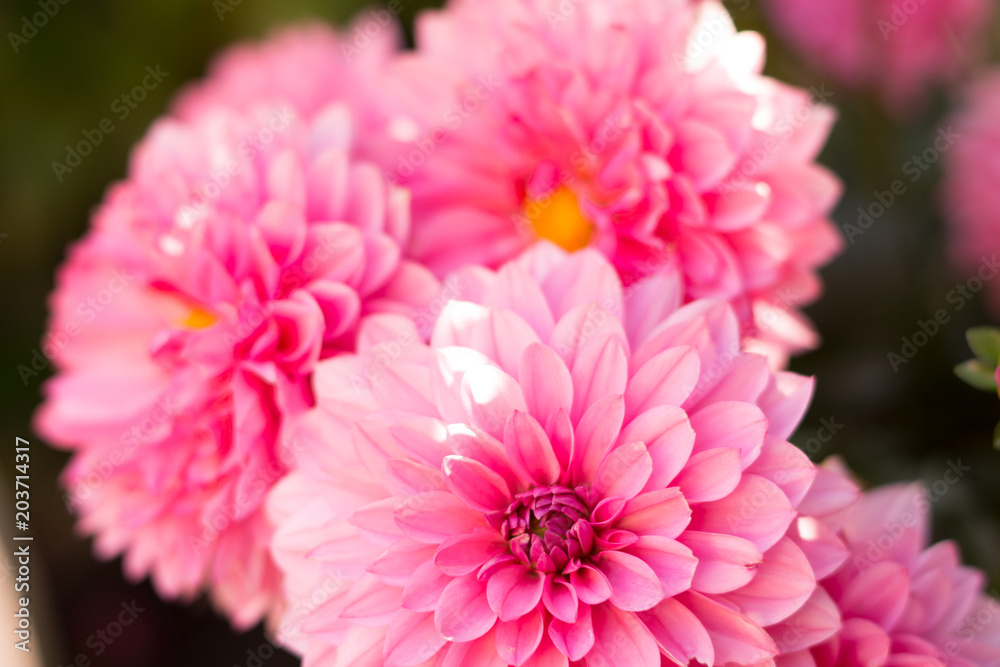 Pinke Blüten