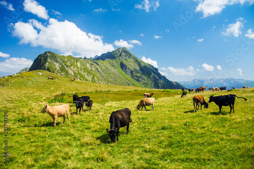 Cows and horses in highland alpine meadow pasture 