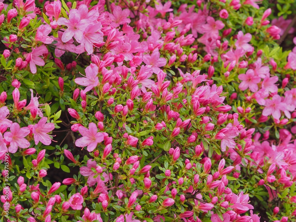 Azaleas 