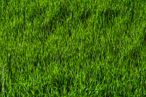 Background of a green juicy grass field with wave patterns from the wind. Spring freshness