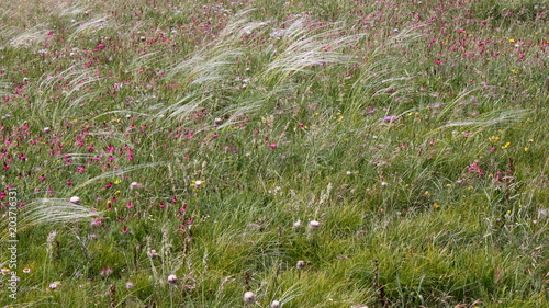 Biodiversity on a mountain meadow in bloom