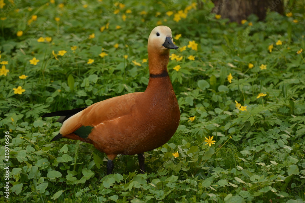 pond duck goose bird nature flora fauna lake swamp tree Bush grass greenery leaves crimson cocoon feeder water Lily pine cone spruce air sky green pond duck goose bird nature flora fauna lake swamp tree Bush grass greenery leaves crimson cocoon feeder water Lily pine cone spruce air sky green
