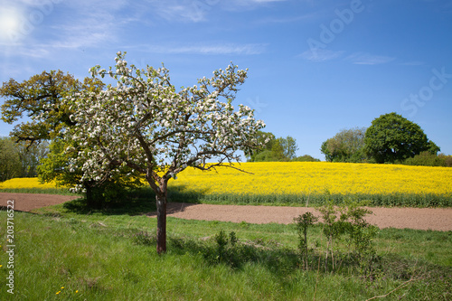 Landidylle im Frühling