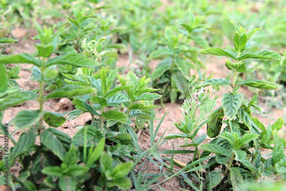 mint trees
mint trees