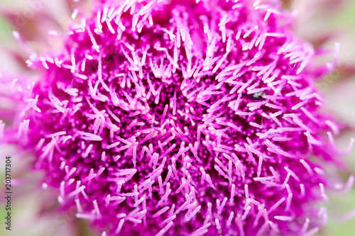 Wallpaper Mural Herbaceous Plants "Milk Thistle" (Silybum Marianum). Shallow Depth Of Field. Close-Up. Macro. Torontodigital.ca