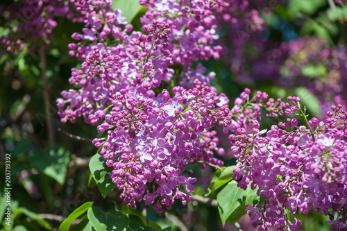 Blooming lilac