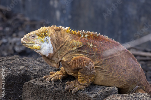 Galapagos Land Lguana  Conolophus subcristatus  in Galapagos Isl