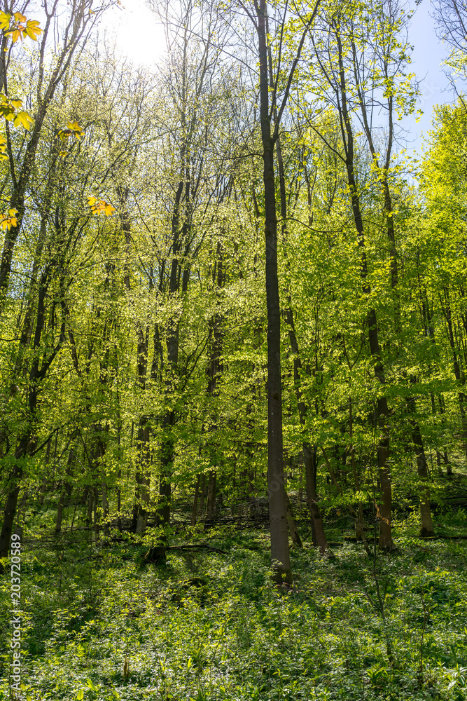 Obraz premium Vom Sonnenlicht durchschienener Wald