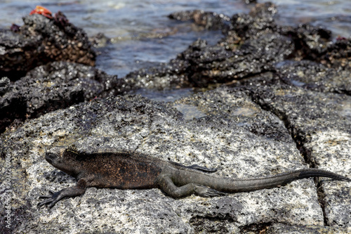 Marine Iguana (Amblyrhynchus cristatus) in Galapagos Islands, Ec