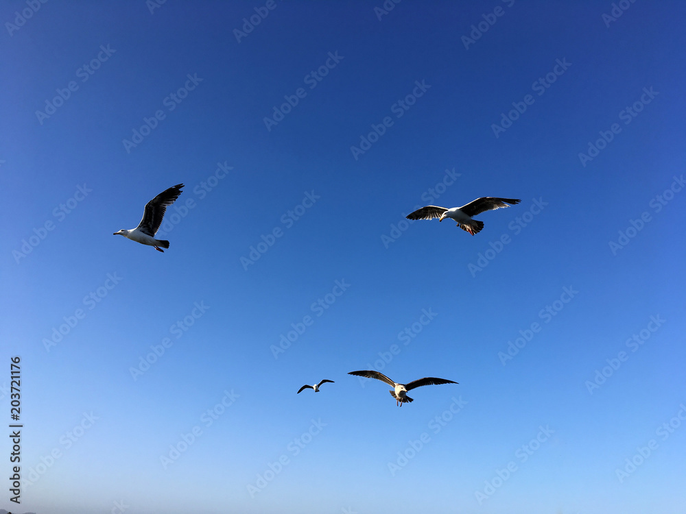Flying birds in the blue sky