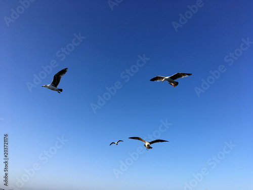 Flying birds in the blue sky