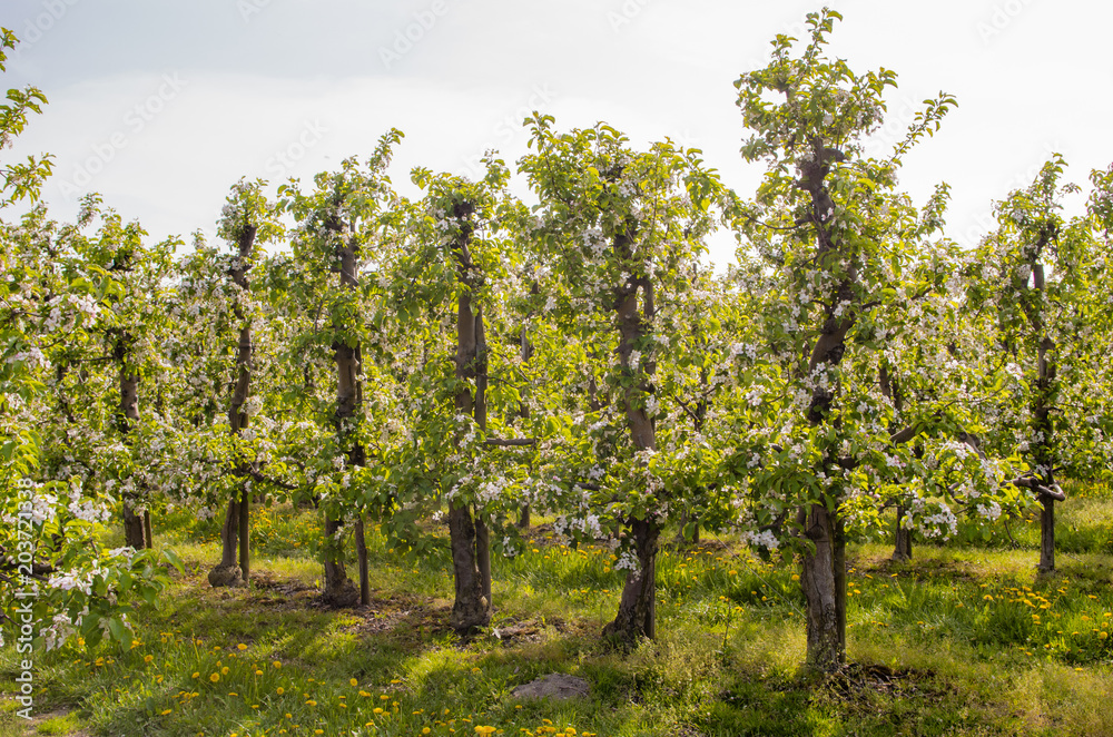 Blooming apple trees in row in orchard