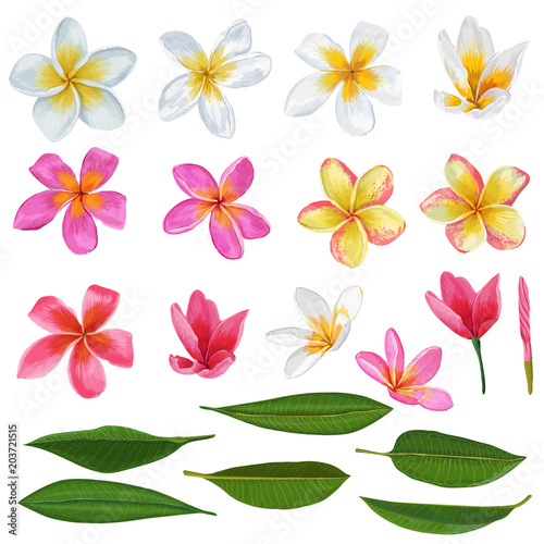 Plumeria Flowers and Leaves Set. Exotic Tropical Floral Elements for Decoration, Pattern, Invitation. Tropic Background. Vector illustration