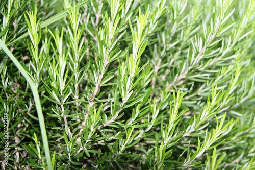 Rosemary healthy herb 